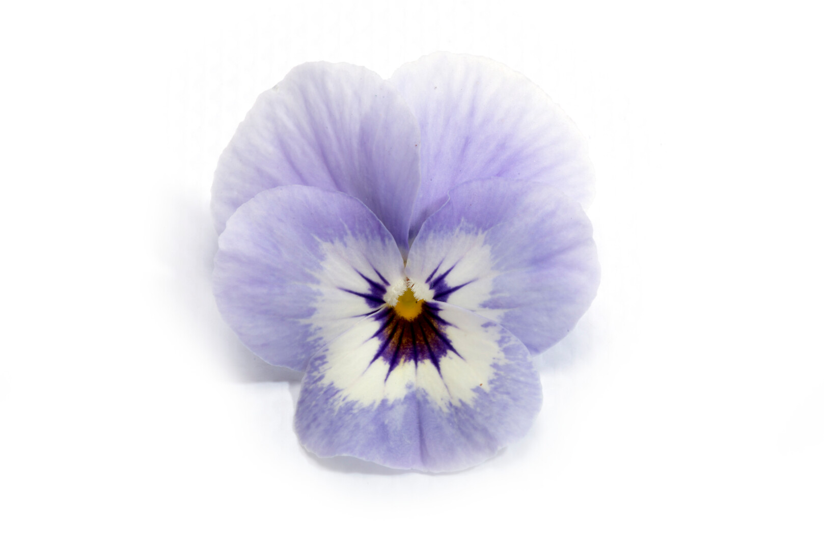 Viola wittrockiana Select Marina