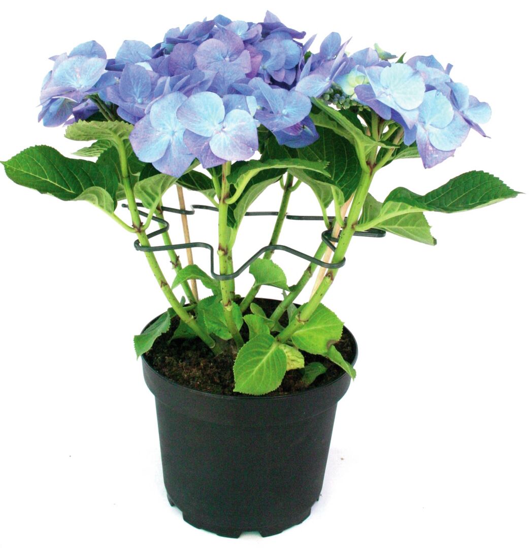 Hortensiatuki halk. 27 cm 250 kpl