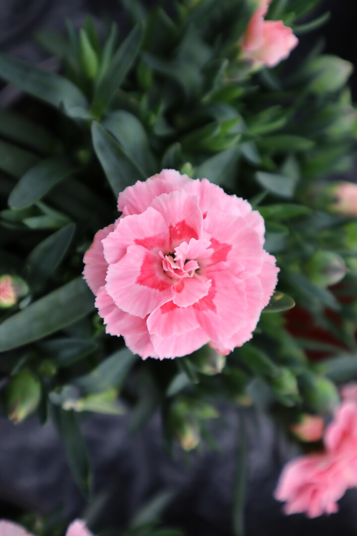 Dianthus caryophyllus Oscar® Pink Star