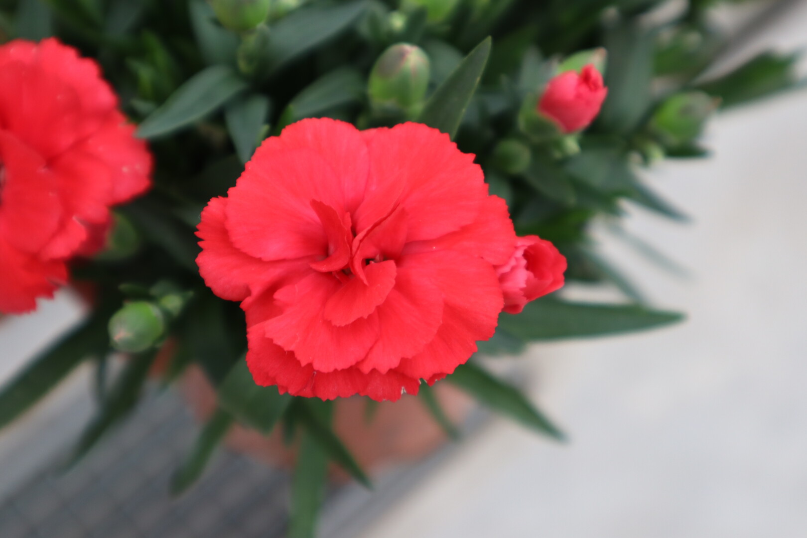 Dianthus caryophyllus Oscar® Red