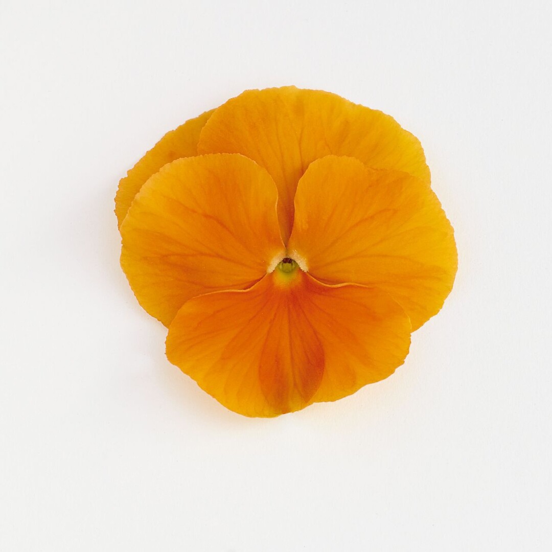 Viola wittrockiana Select Orange
