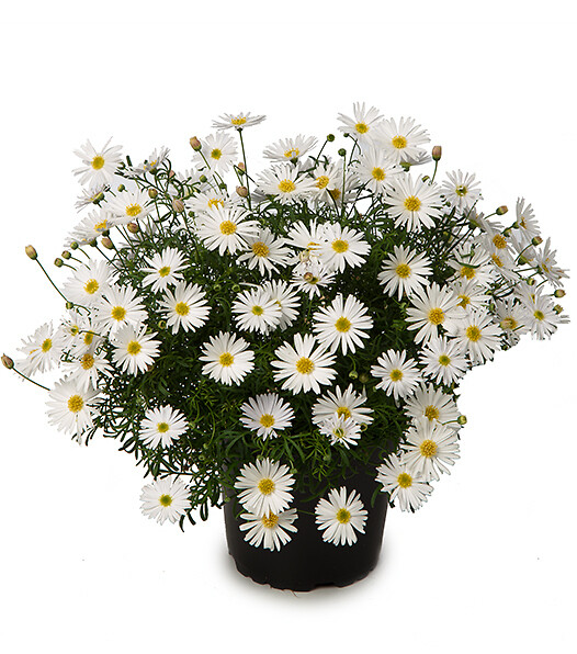Brachyscome x Multifida Surdaisy White