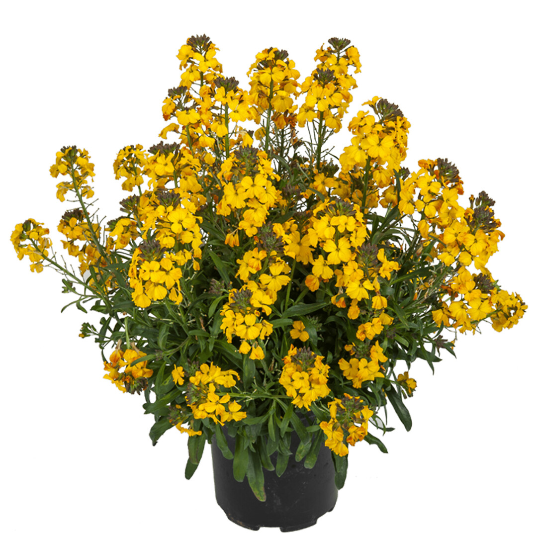 Erysimum Erysistible Yellow
