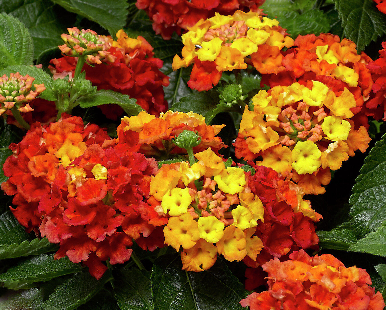 Lantana camara Bandana® Orange Sunset