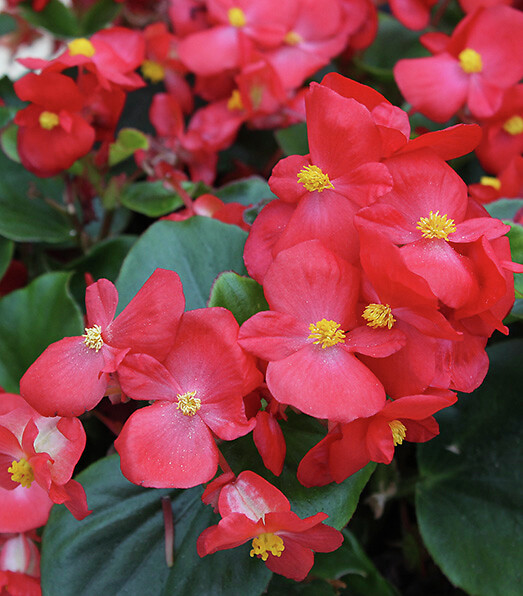 Begonia semperflorens Topspin Red
