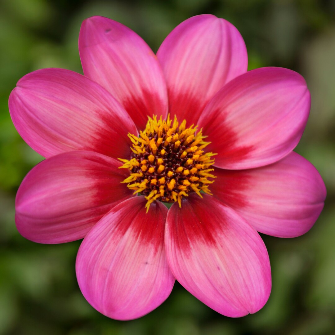 Dahlegria Tricolor