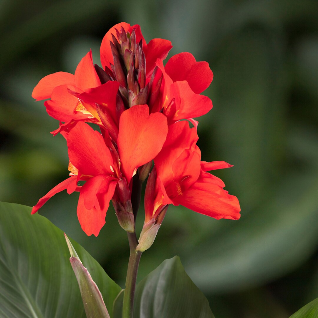 Canna Cannova Scarlet