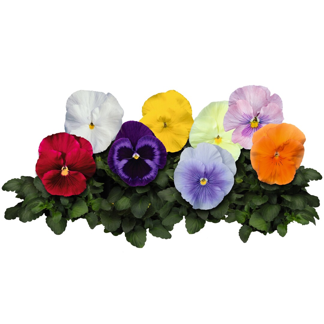 Viola wittrockiana Delta® Sweetlight Mix