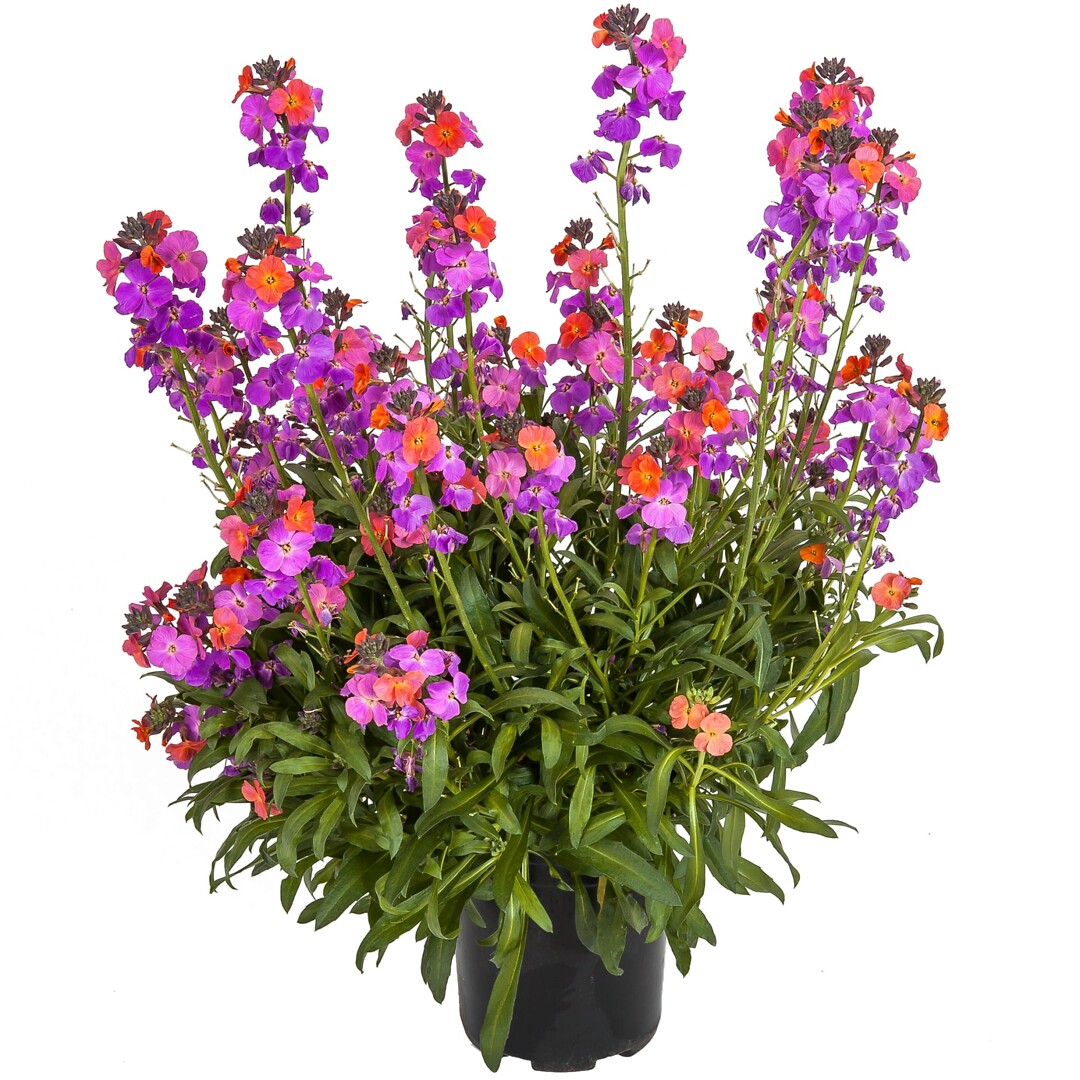 Erysimum Erysistible Magenta