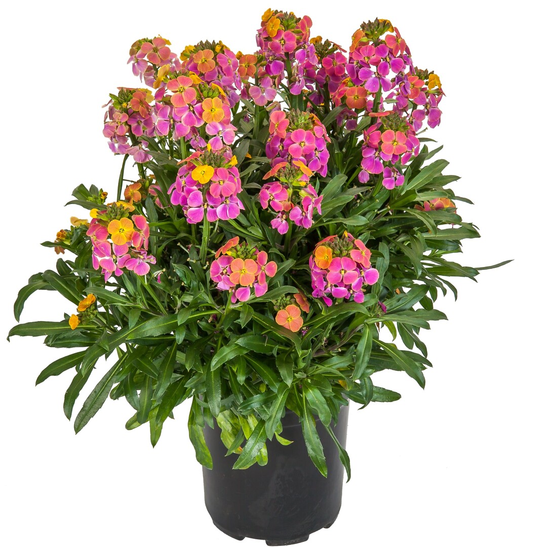 Erysimum Erysistible Tricolor
