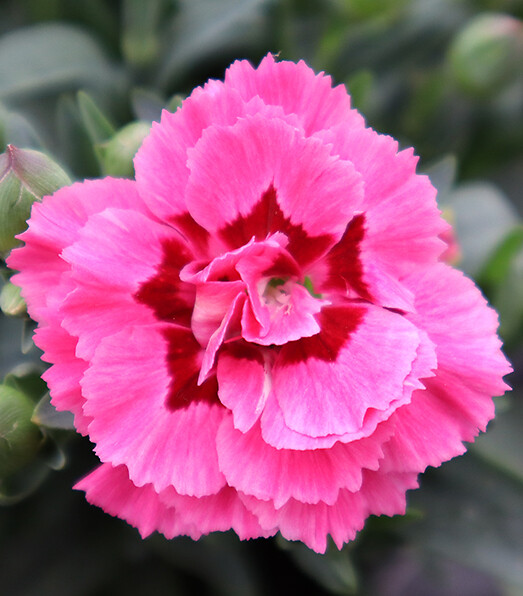 Dianthus caryophyllus Oscar® Purple Star '19