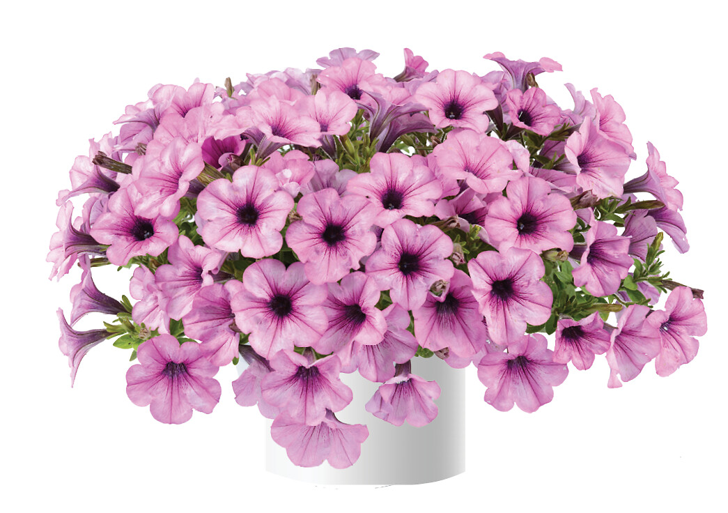 Petunia x atkinsiana Capella™ Pink Lace