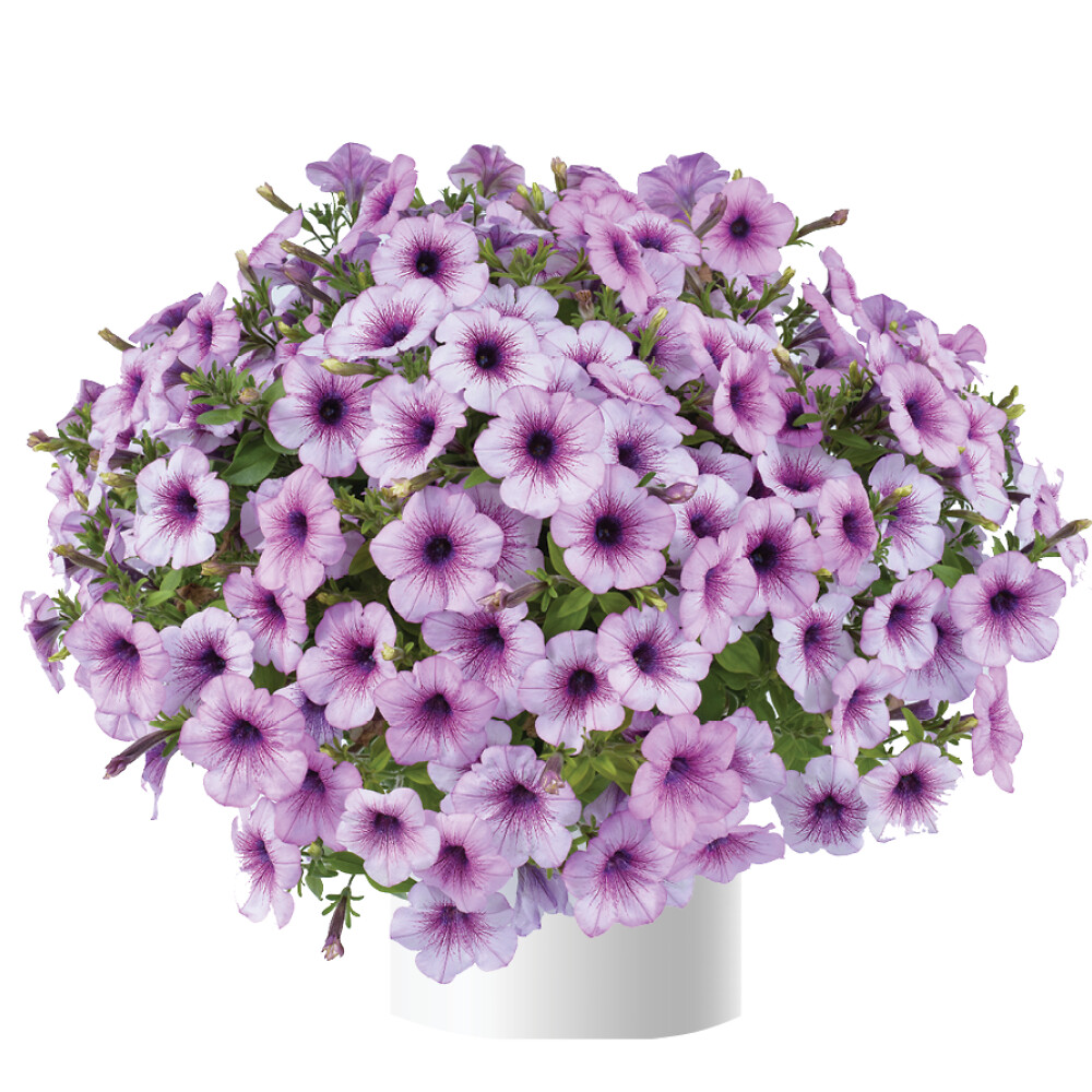 Petunia x atkinsiana Capella™ Purple Veins
