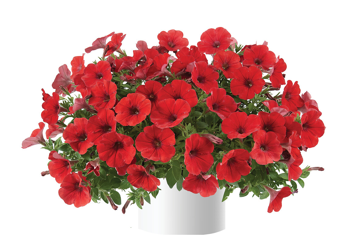 Petunia x atkinsiana Capella™ Ruby Red Imp