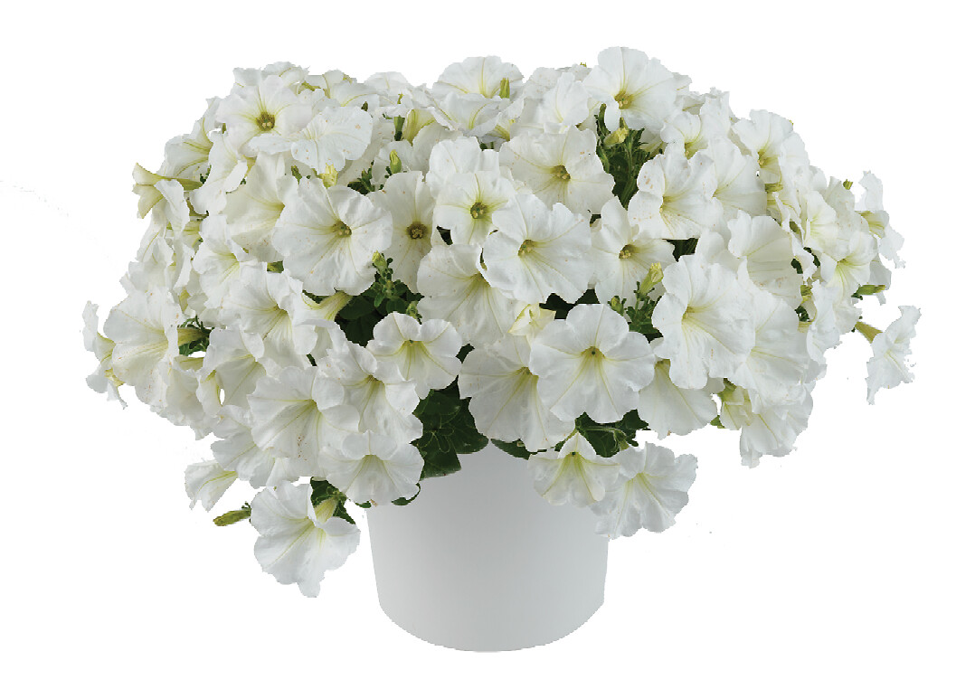 Petunia x atkinsiana Capella™ White