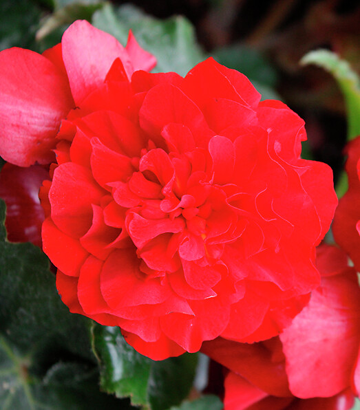 Begonia tuberhybrida Limitless® Compact Velvet Red