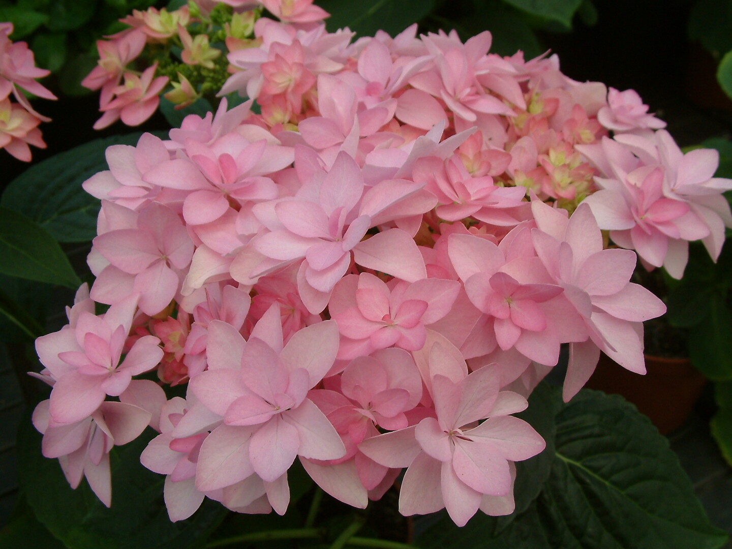 Hydrangea macrophylla Romance