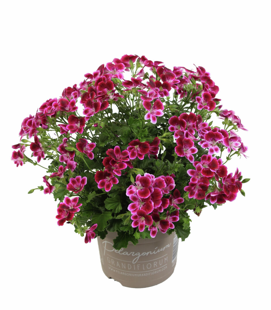 Pelargonium domesticum Angel Jet