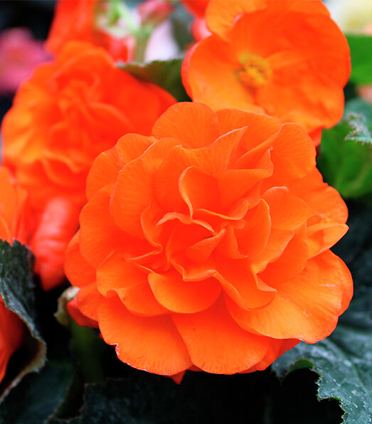 Begonia tuberhybrida Limitless® Orange
