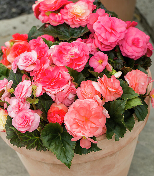 Begonia tuberhybrida Limitless® Salmon Rose