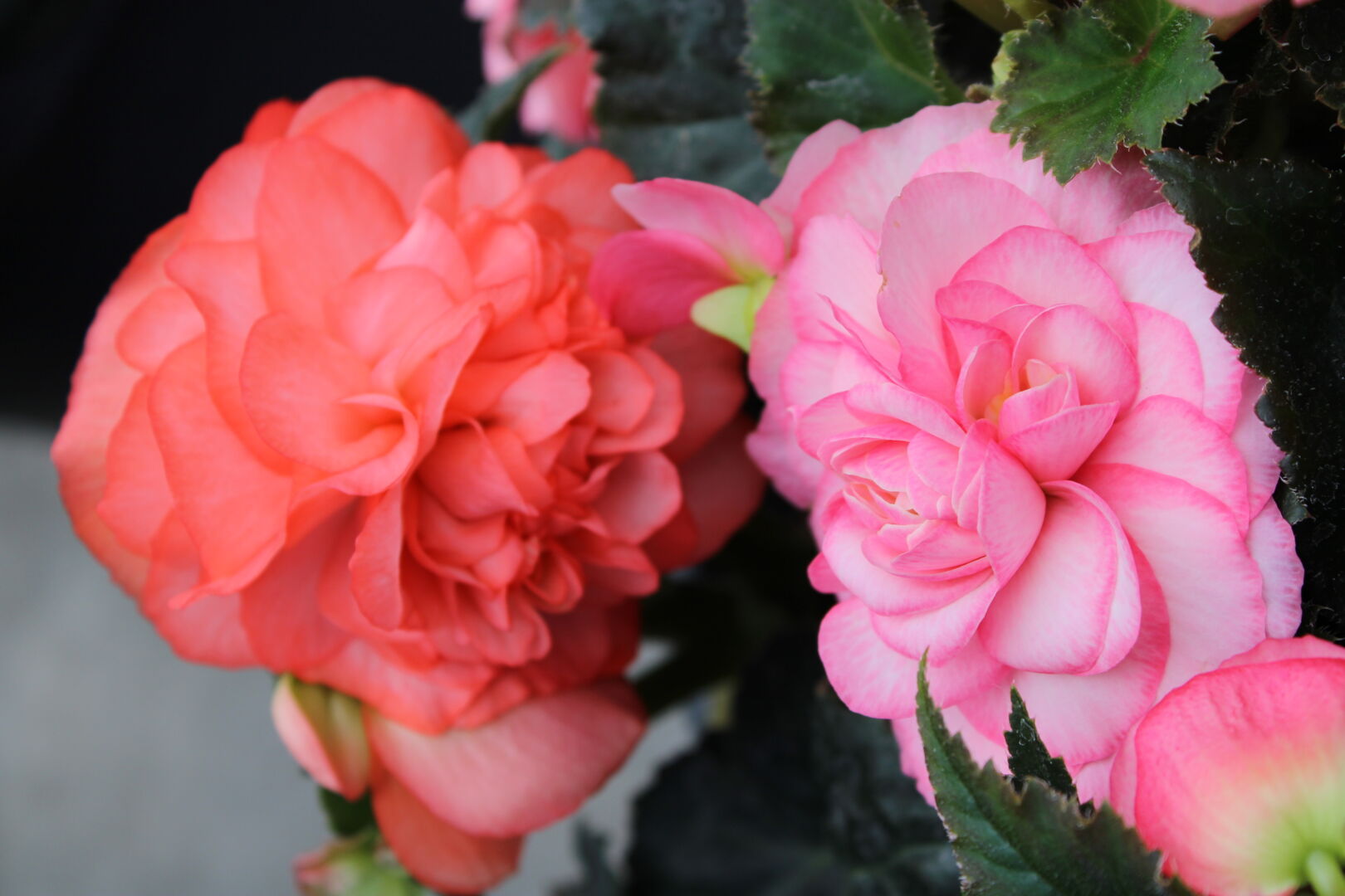 Begonia tuberhybrida Limitless® Sunrise