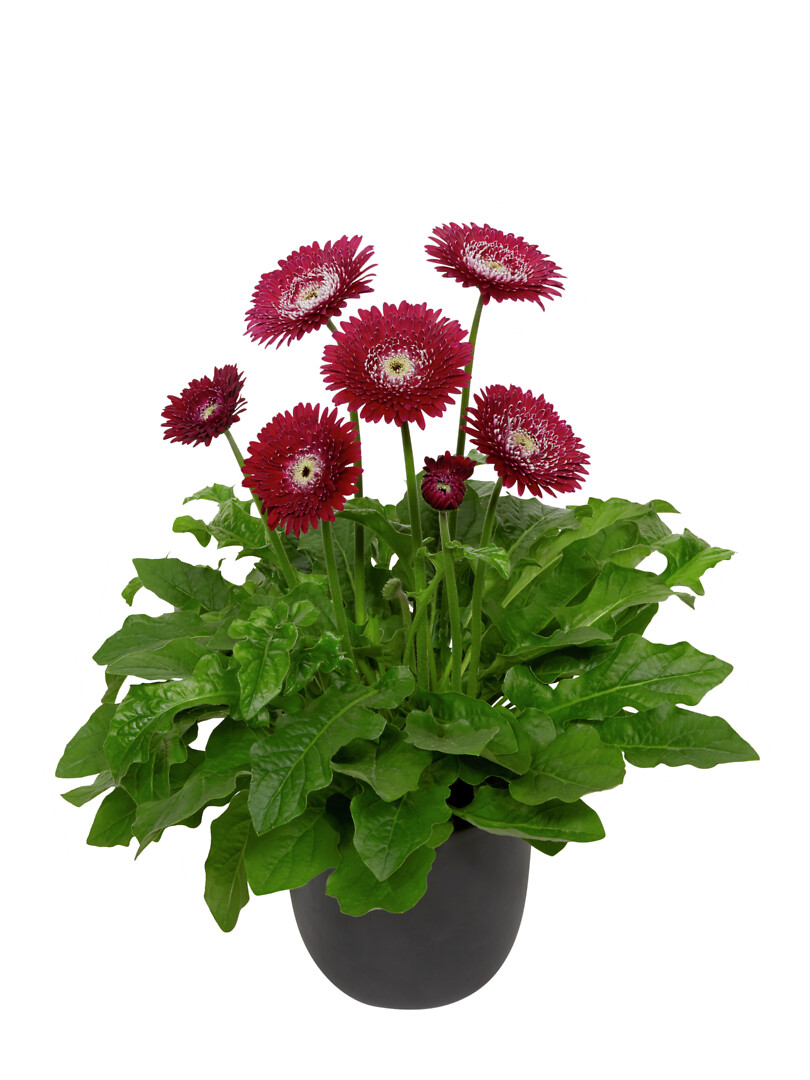 Gerbera hybrid Garvinea® Majestic Burgundy