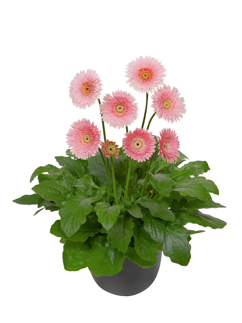 Gerbera hybrid Garvinea® Majestic Light Pink