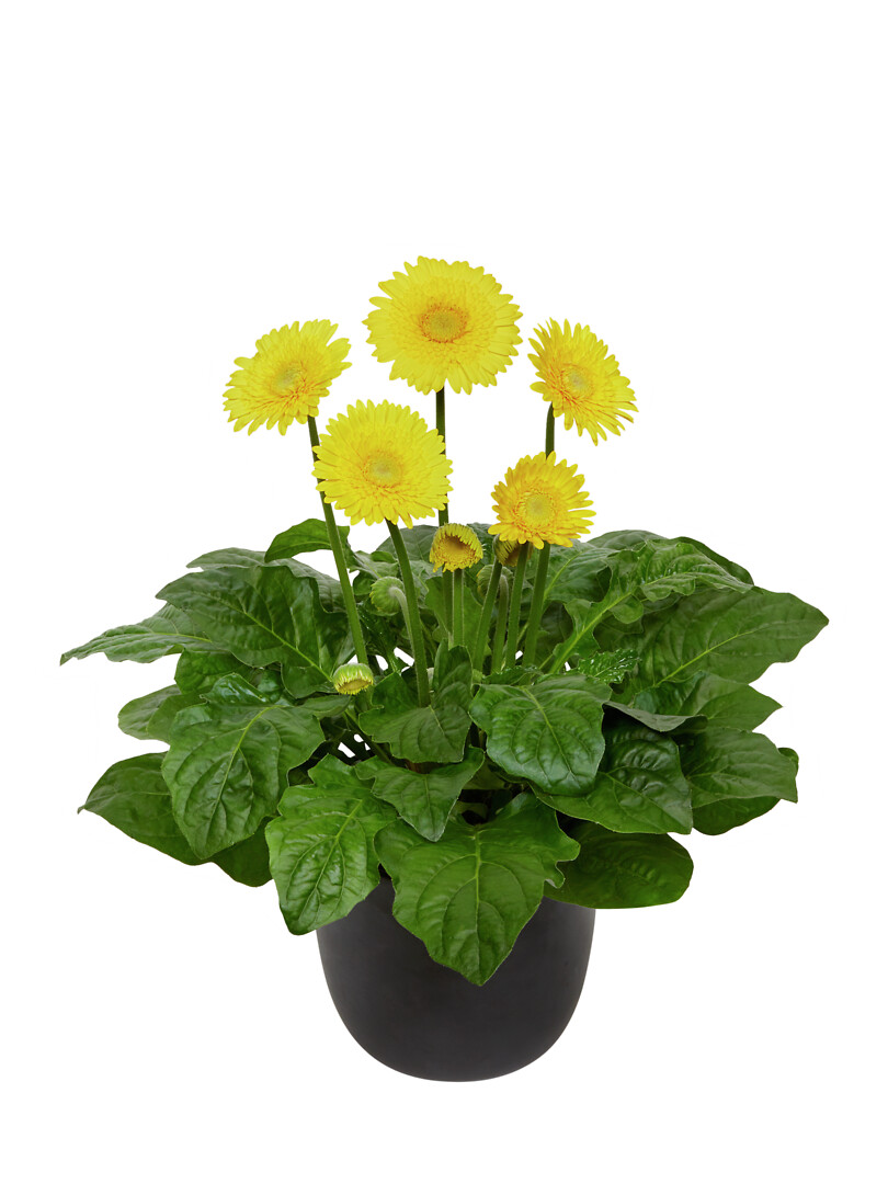 Gerbera hybrid Garvinea® Majestic Yellow