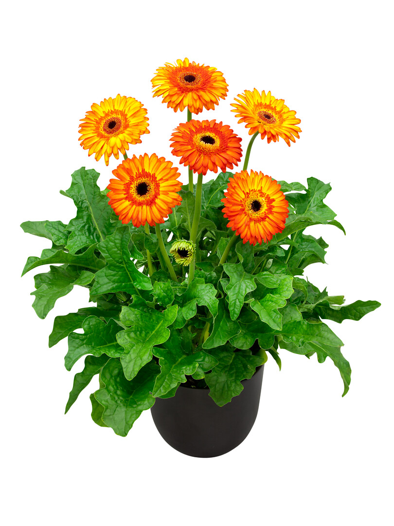 Gerbera hybrid Patio Gerbera Volcanoes