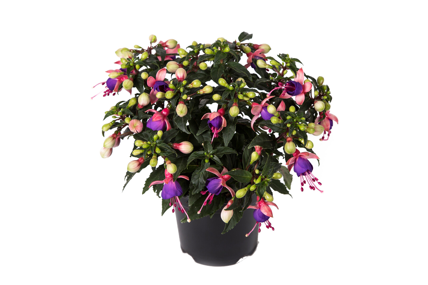 Fuchsia hybrid Bella Fuchsia® Mariska