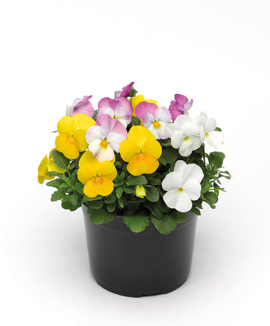 Viola cornuta Viola Deltini Bay Breeze Triomix