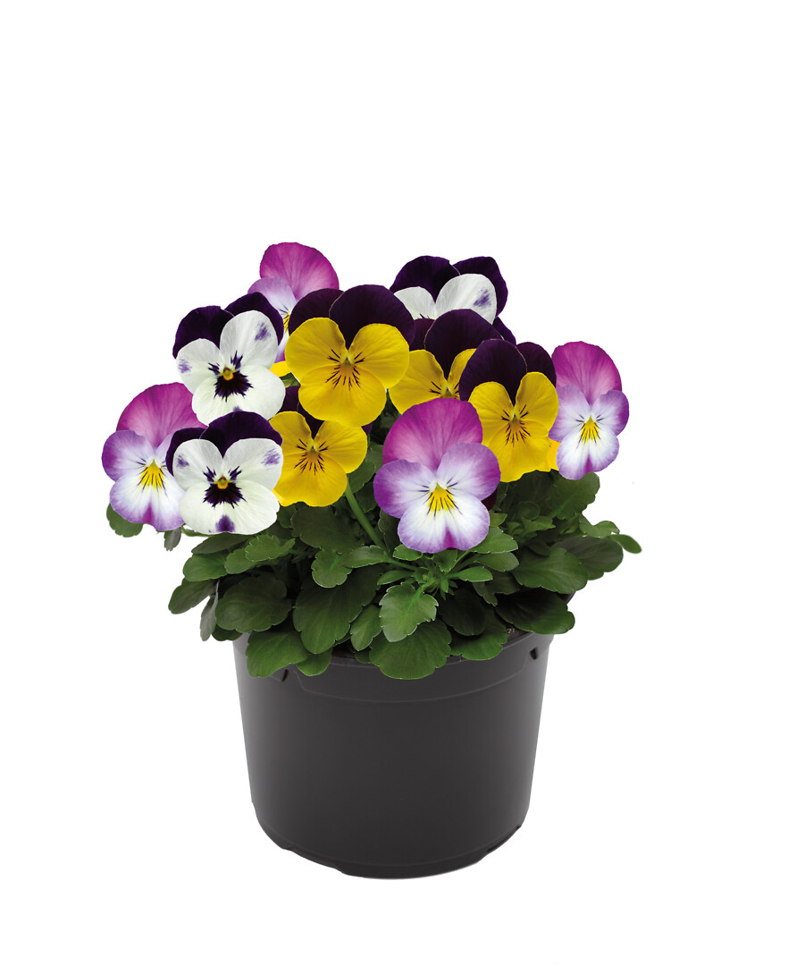 Viola cornuta Viola Deltini Heavens Gate Triomix