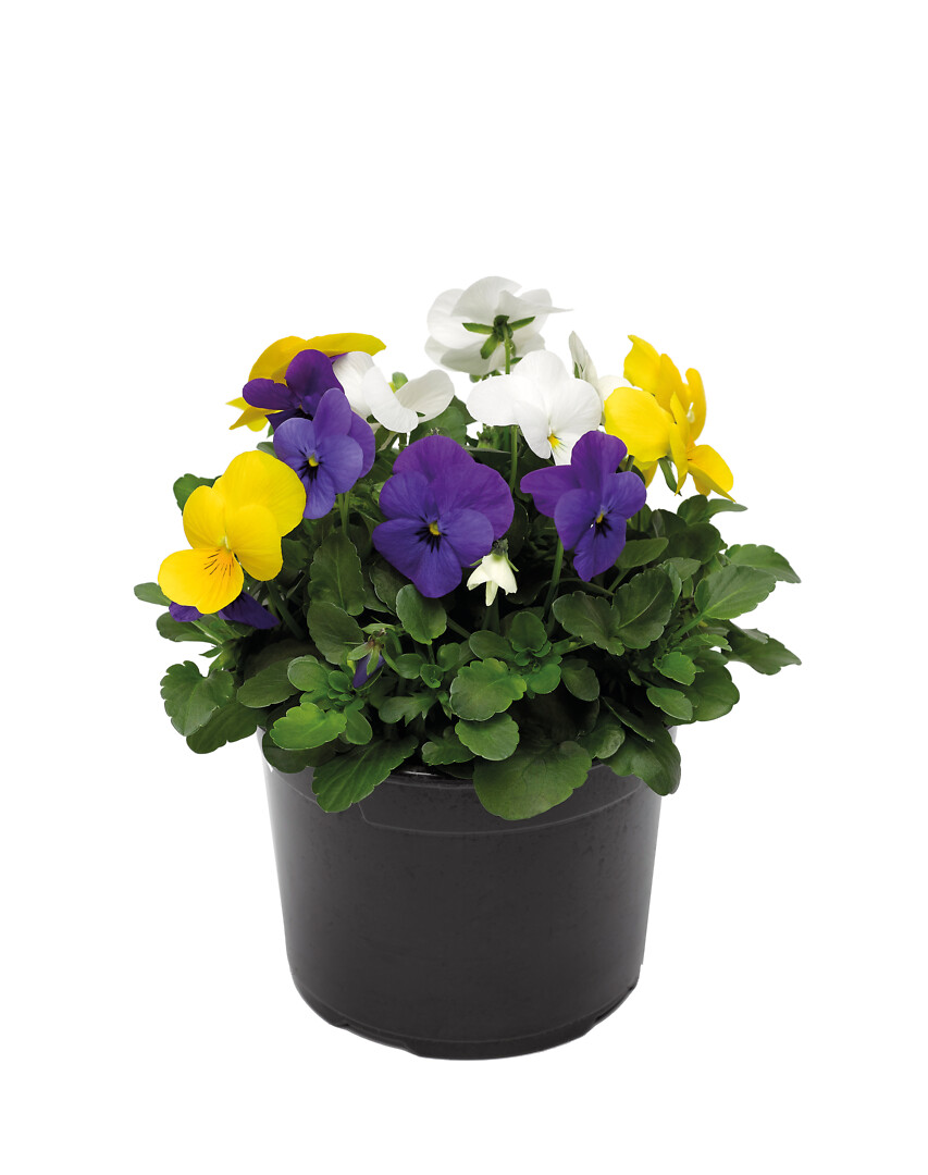 Viola cornuta Viola Deltini Lady Sunshine Triomix
