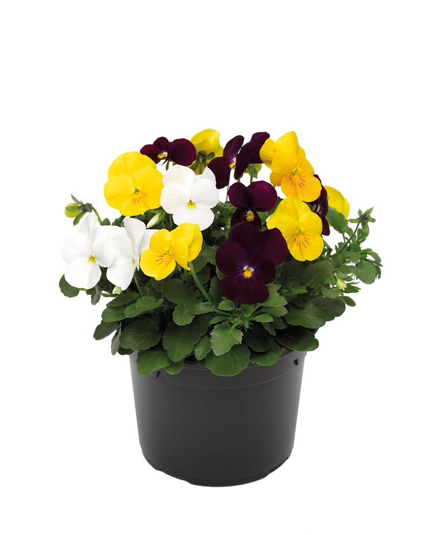 Viola cornuta Deltini Sunrise Triomix