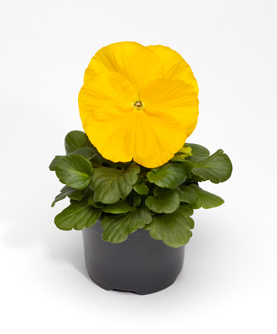 Viola wittrockiana Select Clear Yellow