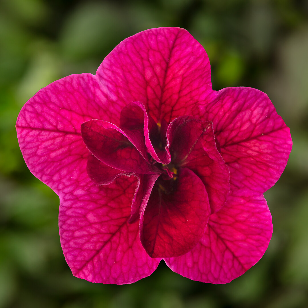 Calibrachoa Callie® Double Magenta