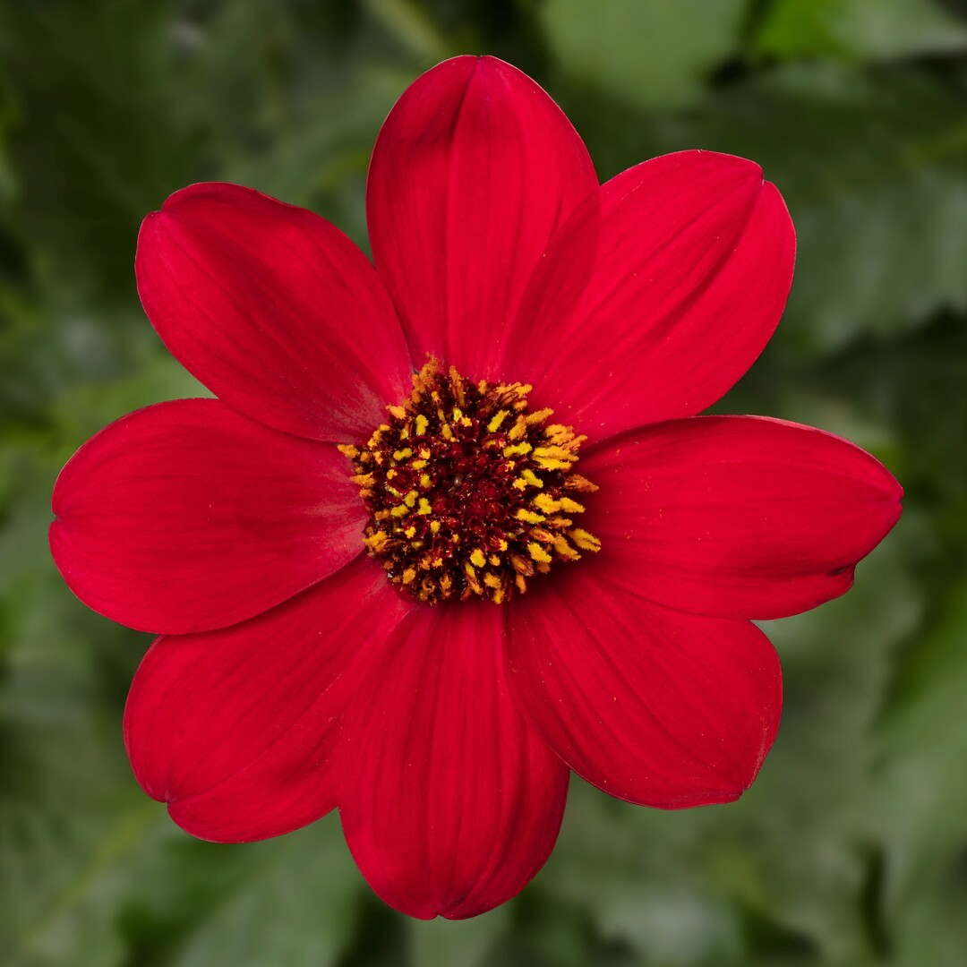Dahlegria Red