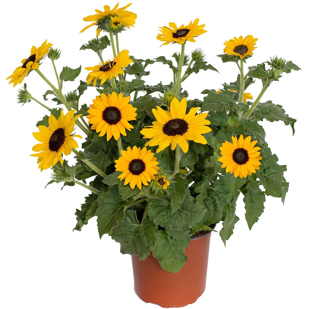 Helianthus SunBlast