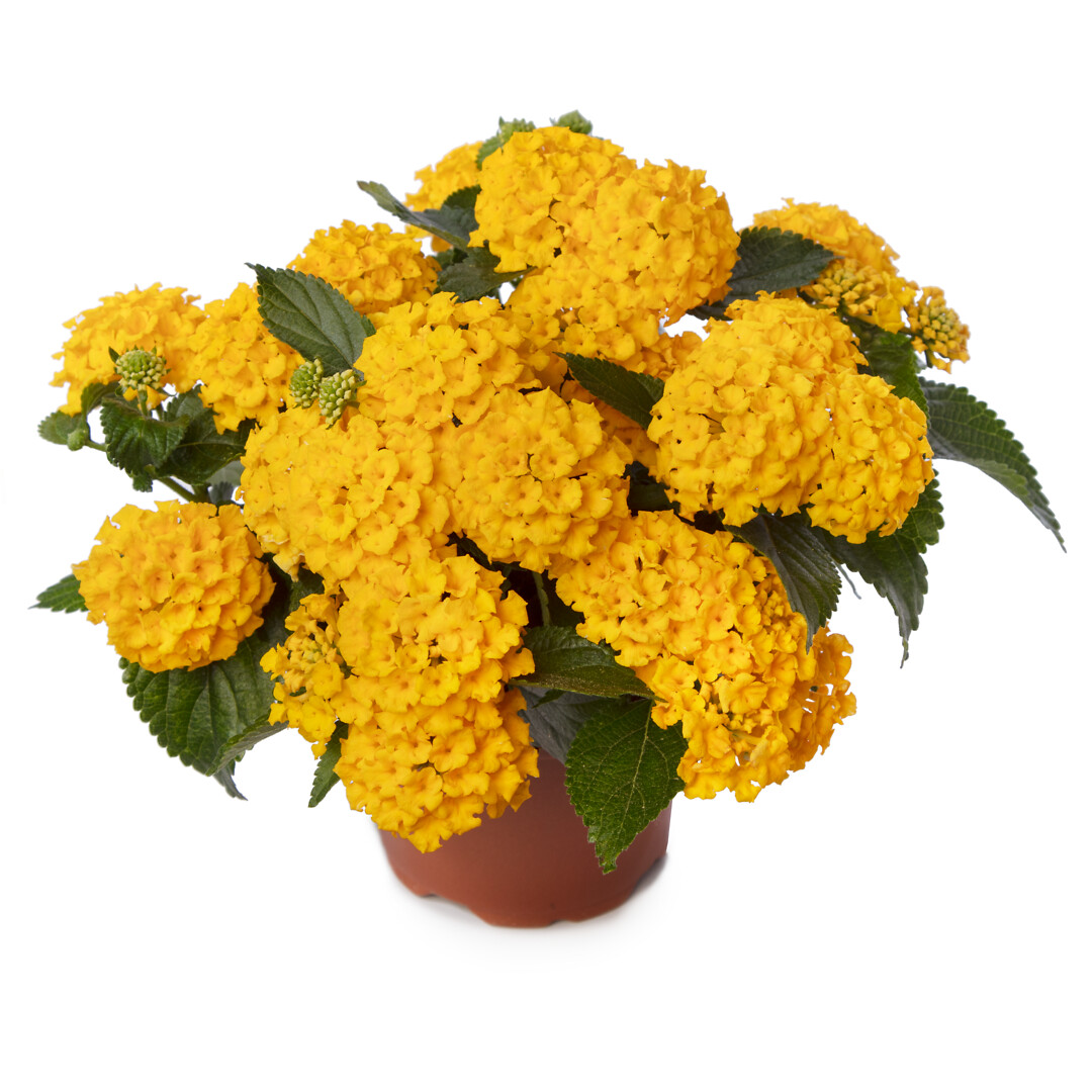 Lantana camara Bandana® Gold
