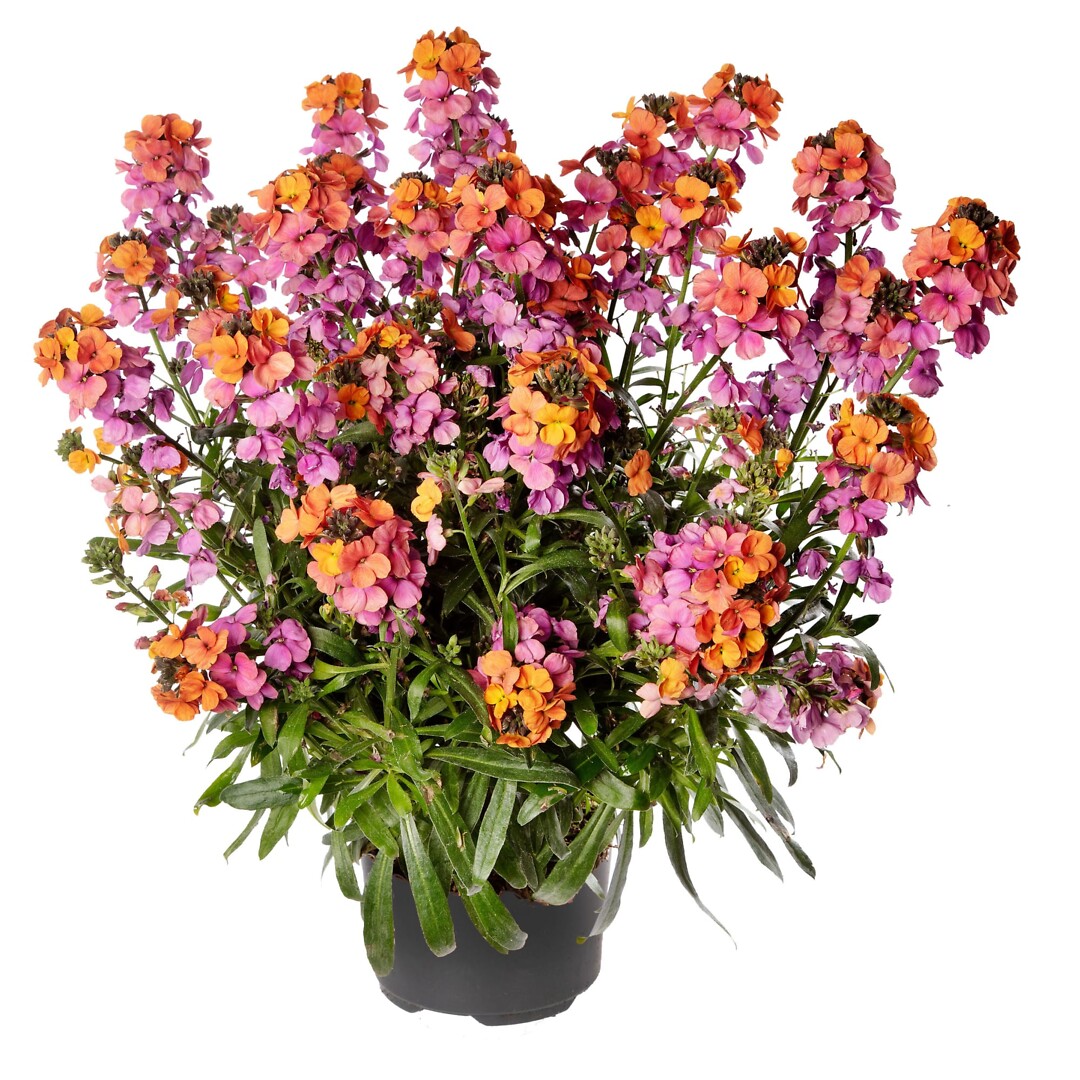 Erysimum Erysistible Sunset