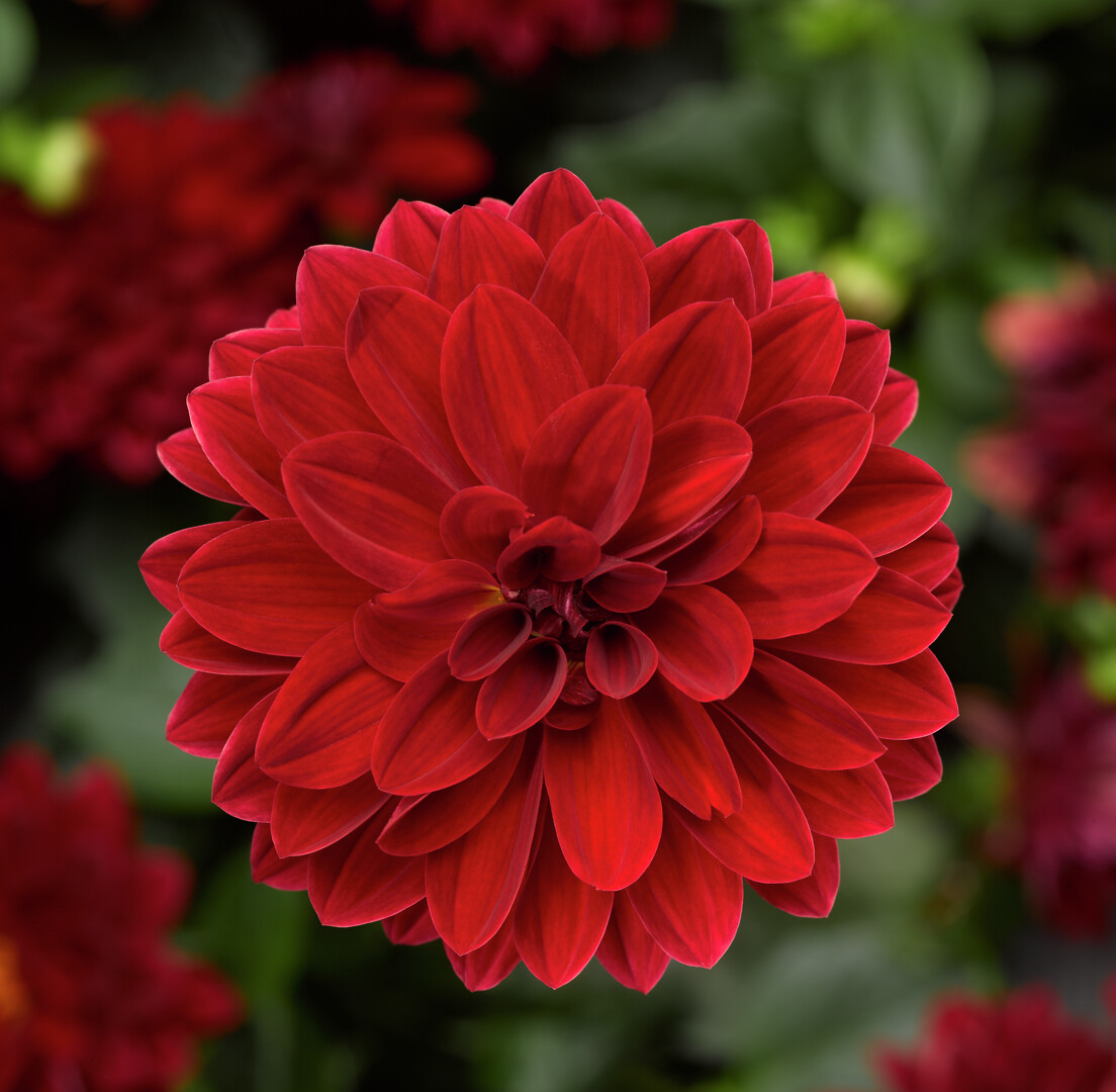 Dahlia x hortensis Midalio Burgundy