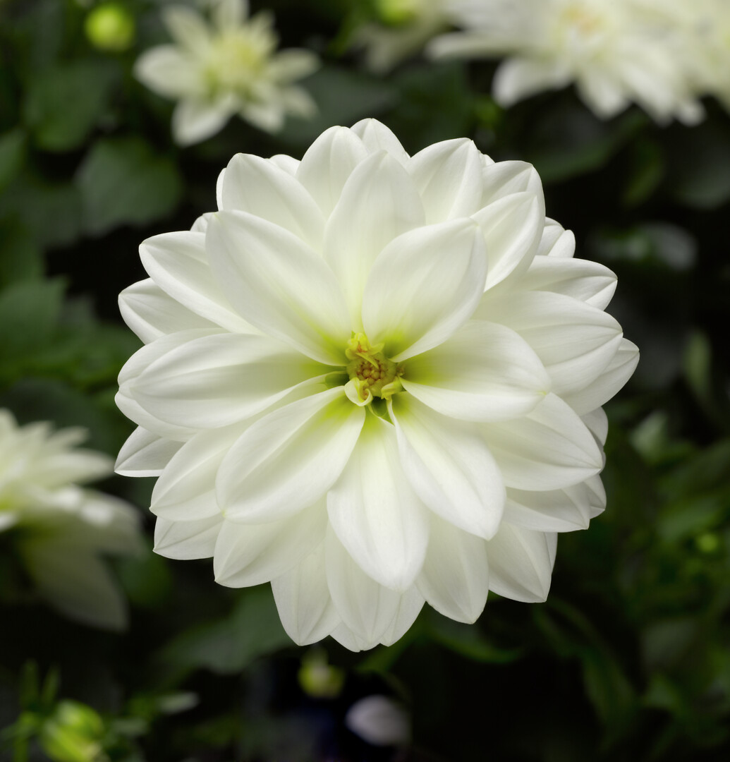 Dahlia x hortensis Midalio White