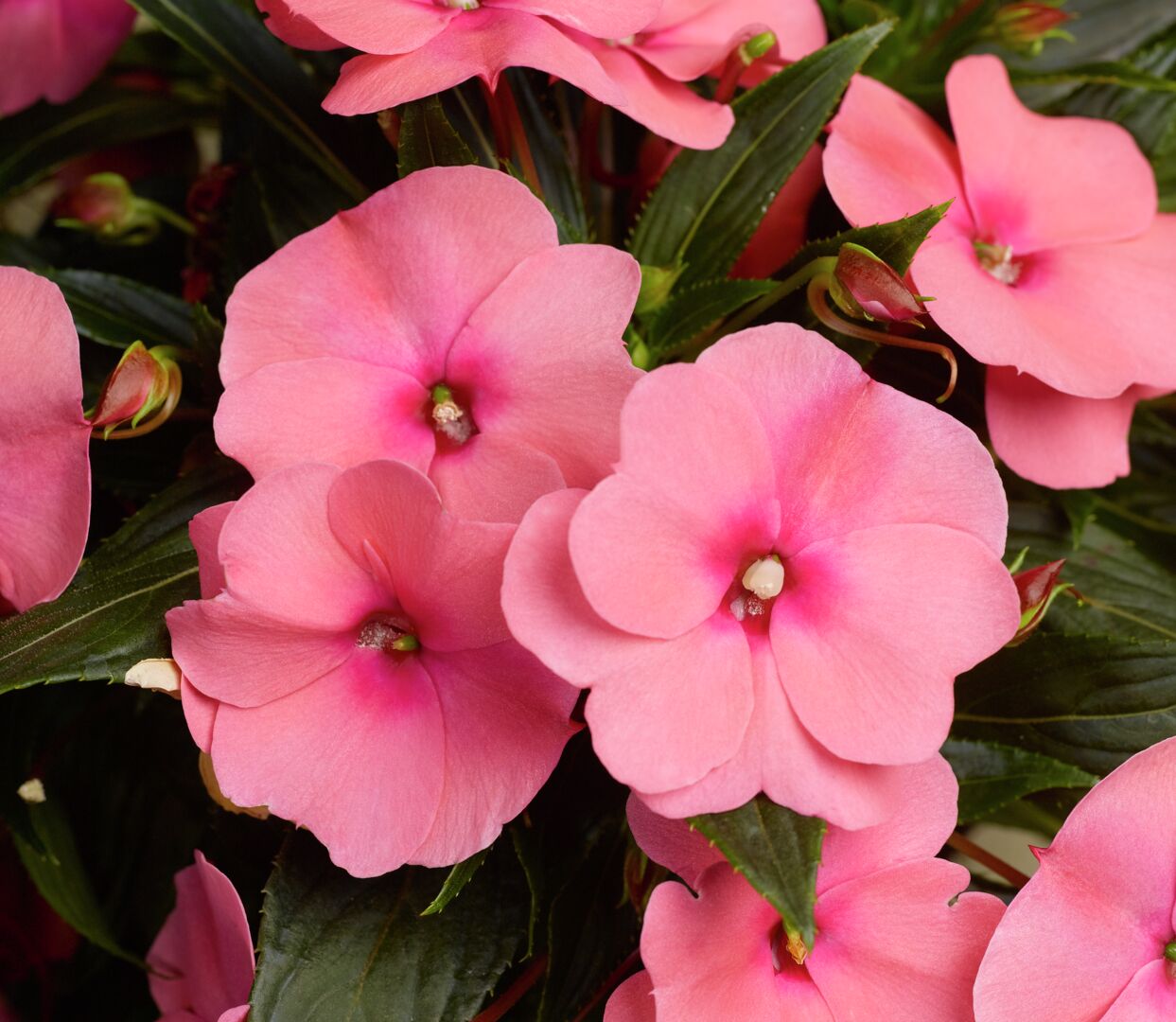 Impatiens hawkeri Sonic® Pink