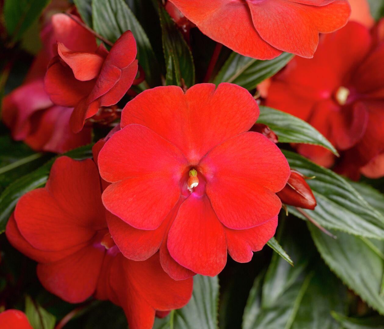 Impatiens hawkeri Sonic® Dark Red