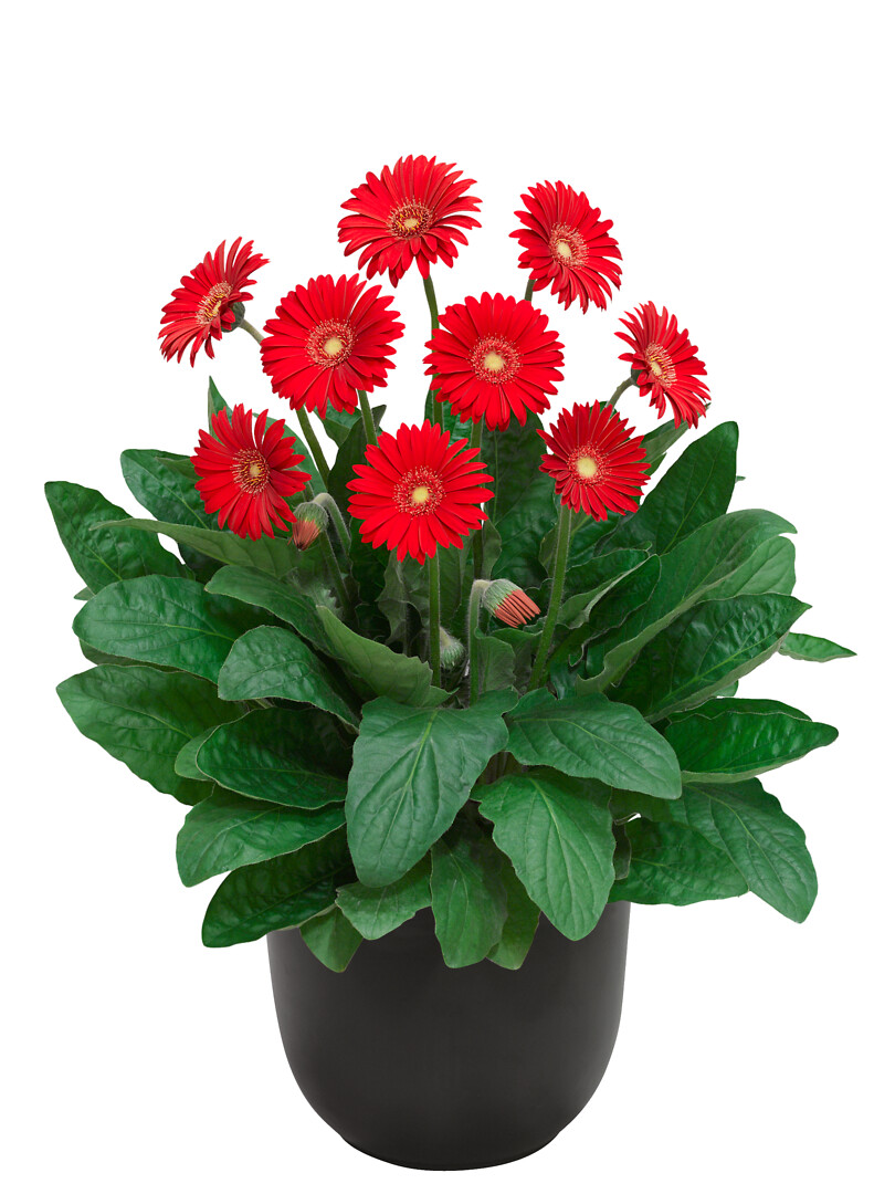 Gerbera hybrid Garvinea® Sweet Love