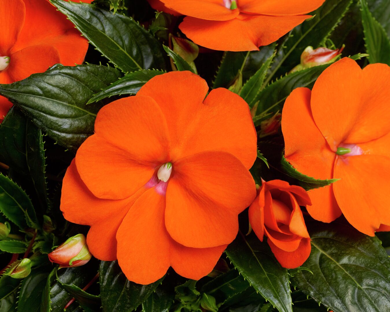 Impatiens hawkeri Sonic® Orange