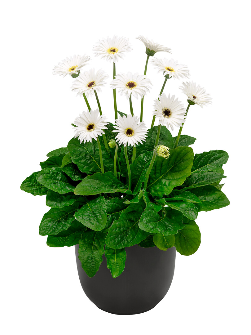 Gerbera hybrid Garvinea® Sweet Frosting
