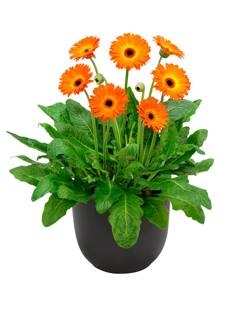 Gerbera hybrid Garvinea® Sweet Sunset