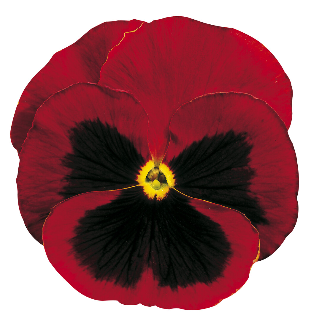 Viola wittrockiana Delta® Pro Red With Blotch