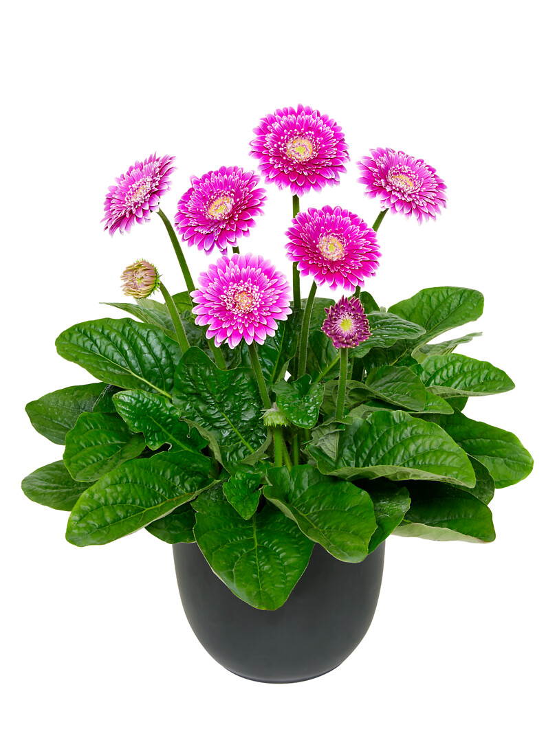 Gerbera hybrid Garvinea® Majestic Purple